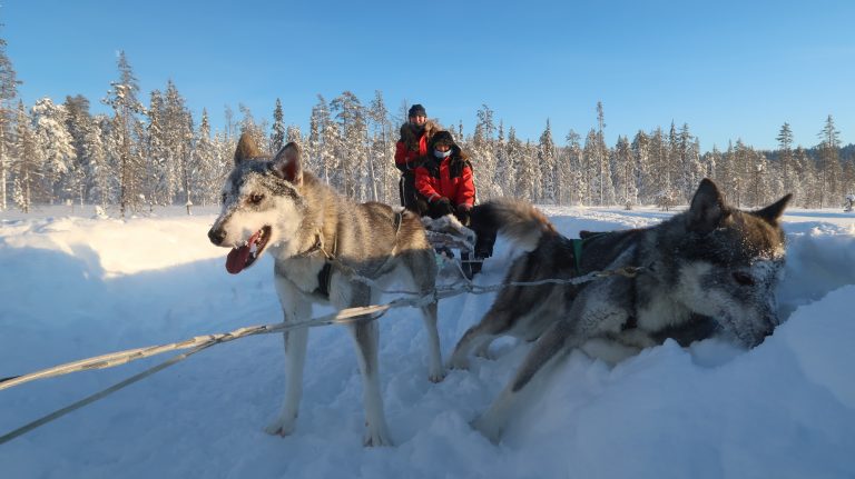 Lapland Husky Safari